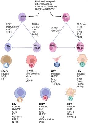 Deciphering the roles of myeloid derived suppressor cells in viral oncogenesis